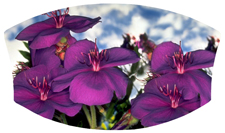 DNSWILL 025 Purple Roadsidea